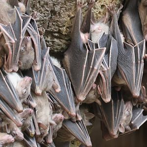 Egyptian Fruit Bats