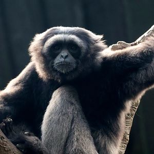 Muller’s Gibbon