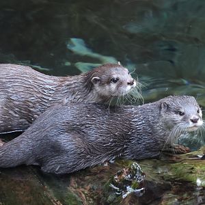 Asian Small Clawed Otter