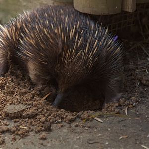 Taronga 2012 - Short-beaked Echidna in the Old Education Centre, just outside the tortoise indoor housing