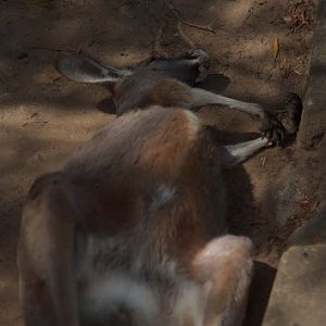 Taronga 2012 - Red Kangaroo in the Old Education Centre
