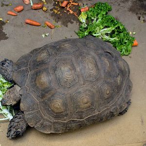 Taronga 2012 - Asian Brown Tortoise? - Old Education Centre