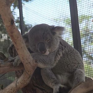 Taronga 2012 - Northern Koala in the Old Education Centre