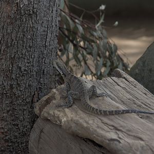 Taronga 2012 - wild Eastern Water Dragon in the Common Wombat exhibit in the Old Education Centre