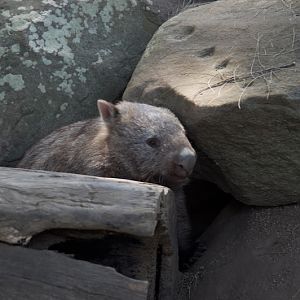 Taronga 2012 - Common Wombat in the Old Education Centre