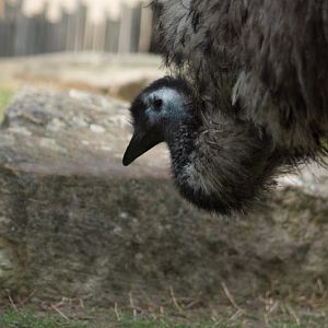 Taronga 2012 - Emu in the Old Education Centre
