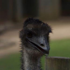 Taronga 2012 - Emu in the Old Education Centre
