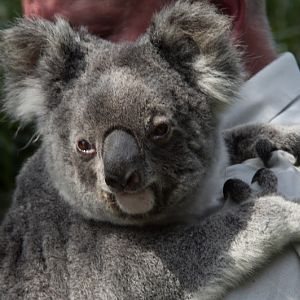 Taronga 2012 - Northern Koala in the Old Education Centre