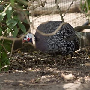 Taronga 2012 - Helmeted Guineafowl