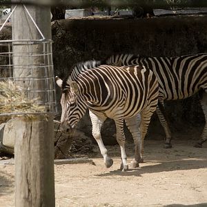 Taronga 2012 - Plains Zebras, possibly pure Burchell's Zebras