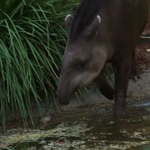 Taronga 2012 - Tiquie the Brazilian Tapir
