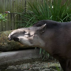 Taronga 2012 - Tiquie the Brazilian Tapir