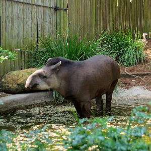 Taronga 2012 - Tiquie the Brazilian Tapir with an Egyptian Goose in the background