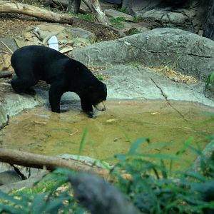 Taronga 2012 - Sun Bear