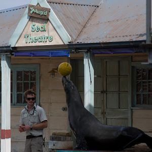 Taronga 2012 - Seal Show - California Sea Lion