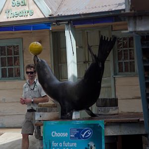 Taronga 2012 - Seal Show - California Sea Lion