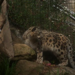 Taronga 2012 - Snow Leopard