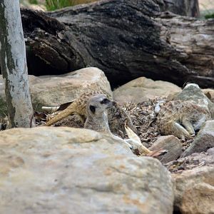 Taronga 2012 - Slender-tailed Meerkats