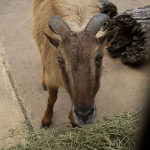 Taronga 2012 - Himalayan Tahr
