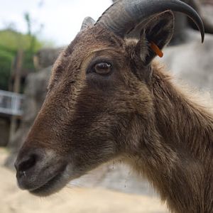 Taronga 2012 - Himalayan Tahr