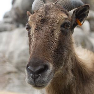 Taronga 2012 - Himalayan Tahr