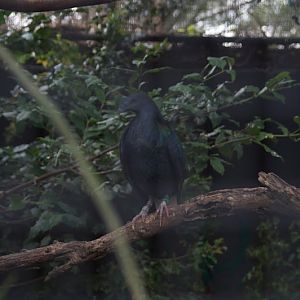 Taronga 2012 - Nicobar Pigeon - Moore Park Aviary