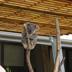 Taronga 2012 - Northern Koala