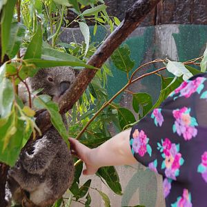 Taronga 2012 - Patting a Northern Koala