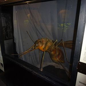 Fjärilshuset - Butterfly house - Mosquito/malaria exhibition