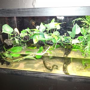 Fjärilshuset - Butterfly house - Axolotl exhibit