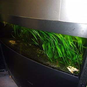 Fjärilshuset - Butterfly house - Clawed frog exhibit