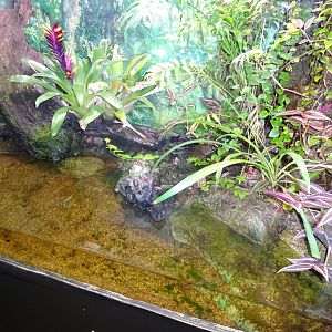 Fjärilshuset - Butterfly house - Poison dart frog exhibit #4