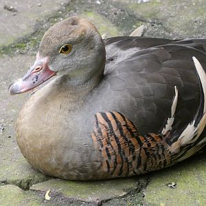 Bird ID? - Weltvogelpark Walsrode
