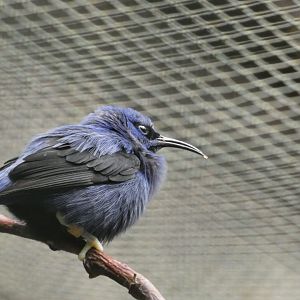 Bird ID? - Weltvogelpark Walsrode