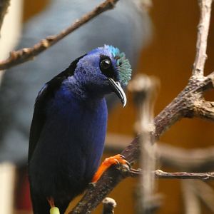 Bird ID? - Weltvogelpark Walsrode