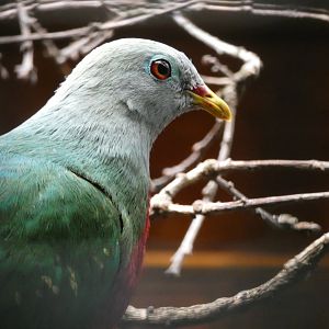 Bird ID? - Weltvogelpark Walsrode