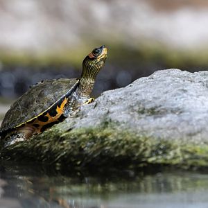 Indian roofed turtle (Pangshura tecta)