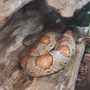 Center For Wildlife Education (GA) - Corn Snake