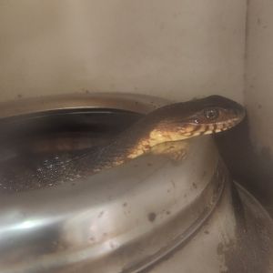 Center For Wildlife Education (GA) - Banded Water Snake