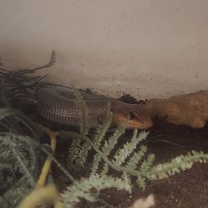 Center For Wildlife Education (GA) - Broad-headed Skink
