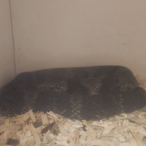 Center For Wildlife Education (GA) - Cottonmouth
