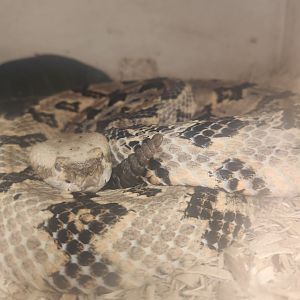 Center For Wildlife Education (GA) - Canebrake Rattlesnake