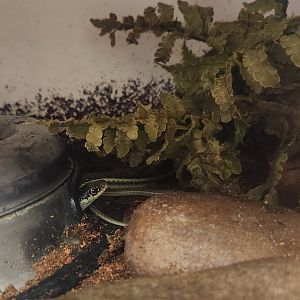 Center For Wildlife Education (GA) - Eastern Ribbon Snake