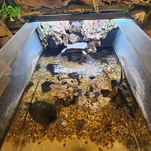 Center For Wildlife Education (GA) - Alligator/Turtle exhibit