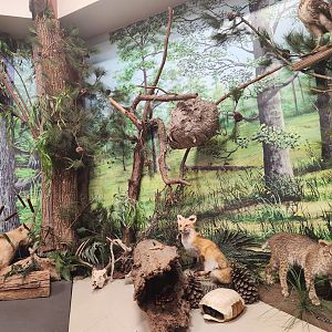 Center For Wildlife Education (GA) - Georgia wildlife diorama