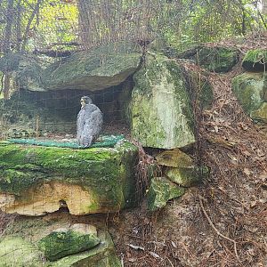 Center For Wildlife Education (GA) - Peregrine Falcon