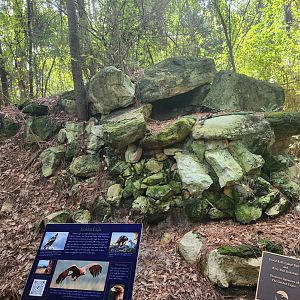 Center For Wildlife Education (GA) - Golden Eagle exhibit