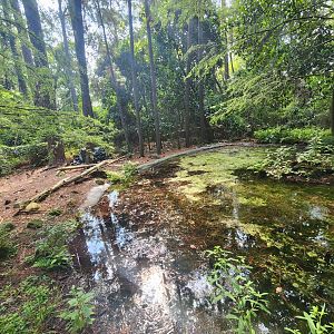 Center For Wildlife Education (GA) - Bald Eagle exhibit