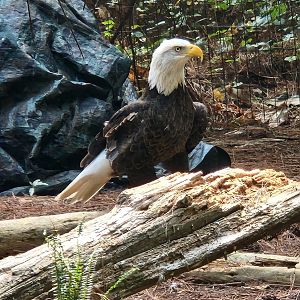 Center For Wildlife Education (GA) - Bald Eagle