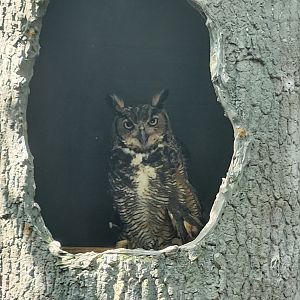 Center For Wildlife Education (GA) - Great Horned Owl